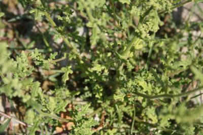 Chénopode à grappes Dysphania botrys (L.) Mosyakin & Clemants, 2002