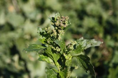 Chénopode des murs Chenopodiastrum murale (L.) S.Fuentes, Uotila & Borsch, 2012