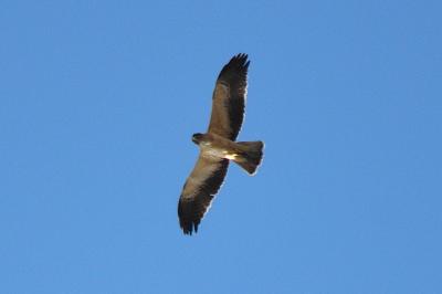 Aigle botté Hieraaetus pennatus (Gmelin, 1788)