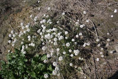 Lobulaire maritime, Alysse maritime Lobularia maritima (L.) Desv., 1815