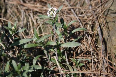 Lobulaire maritime, Alysse maritime Lobularia maritima (L.) Desv., 1815