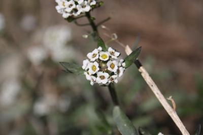 Lobulaire maritime, Alysse maritime Lobularia maritima (L.) Desv., 1815