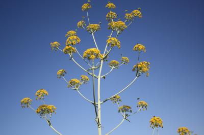 Ferule commune, Pamelier Ferula communis L., 1753
