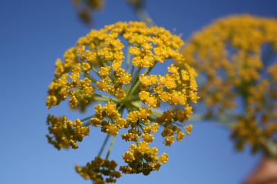 Ferule commune, Pamelier Ferula communis L., 1753