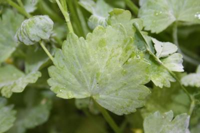Renoncule à petites pointes, Pied-de-coq Ranunculus muricatus L., 1753