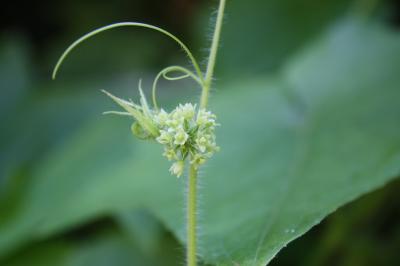 Sicyos anguleux, Concombre anguleux Sicyos angulata L., 1753