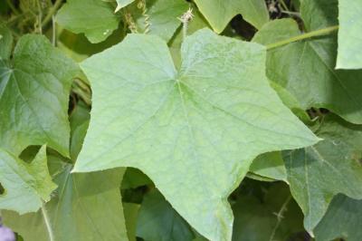 Sicyos anguleux, Concombre anguleux Sicyos angulata L., 1753