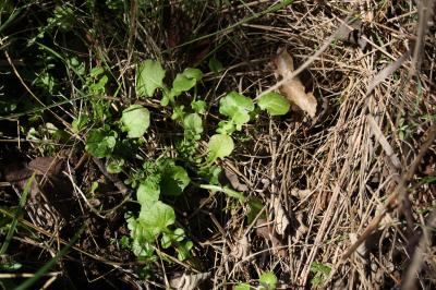 Rhagadiole comestible Rhagadiolus edulis Gaertn., 1791