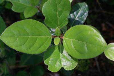 Viorne tin, Fatamot Viburnum tinus L., 1753