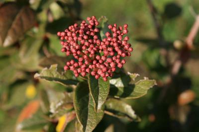 Viorne tin, Fatamot Viburnum tinus L., 1753