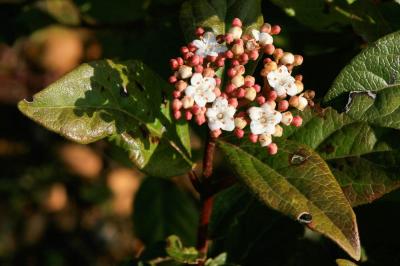 Viorne tin, Fatamot Viburnum tinus L., 1753