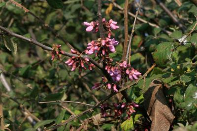 Arbre de Judée, Gainier commun Cercis siliquastrum L., 1753