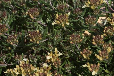 Germandrée des montagnes Teucrium montanum L., 1753