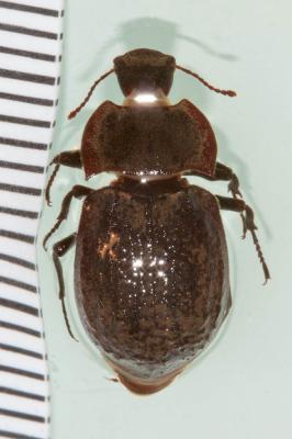  Asida sericea (Olivier, 1795)