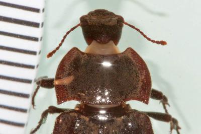  Asida sericea (Olivier, 1795)