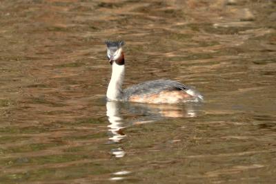 Grèbe huppé Podiceps cristatus (Linnaeus, 1758)