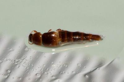  Bryophacis Reitter, 1909