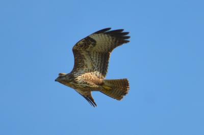 Buse variable Buteo buteo (Linnaeus, 1758)