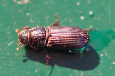  Pleurophorus Mulsant, 1842