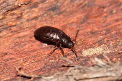  Nalassus laevioctostriatus (Goeze, 1777)
