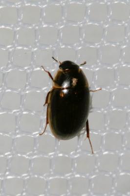  Anacaena globulus (Paykull, 1798)