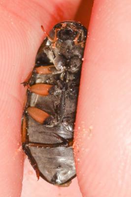  Hydrochara flavipes (Steven, 1808)