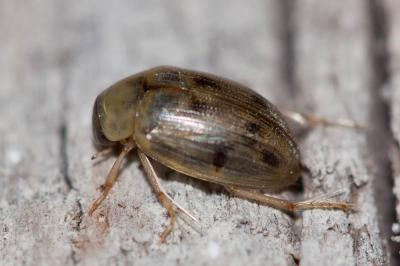  Berosus spinosus (Steven, 1808)