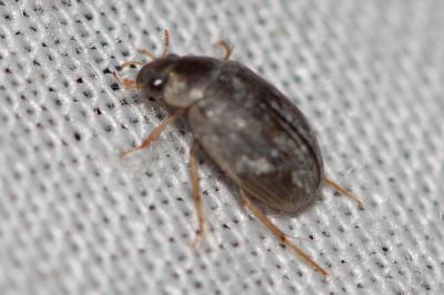  Berosus luridus (Linnaeus, 1760)