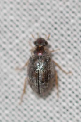  Berosus luridus (Linnaeus, 1760)