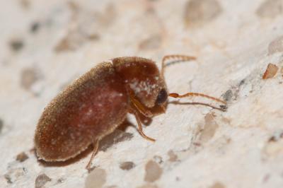  Lasioderma Stephens, 1835