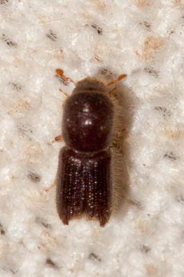  Ips typographus (Linnaeus, 1758)
