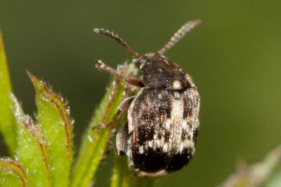  Bruchus Linnaeus, 1767