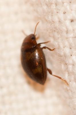  Hydrovatus cuspidatus Kunze, 1818