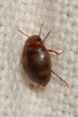  Hydrovatus cuspidatus Kunze, 1818