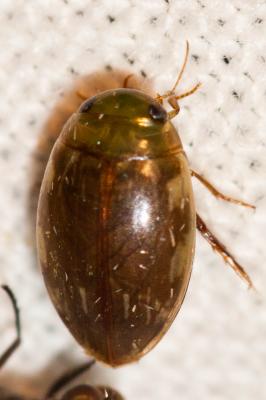  Laccophilus hyalinus (De Geer, 1774)