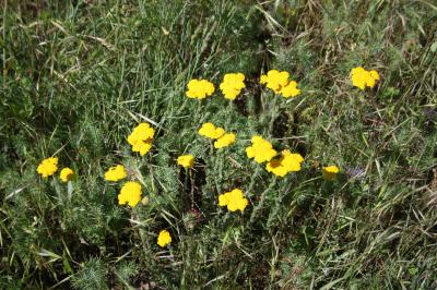 Achillée tomenteuse Achillea tomentosa L., 1753