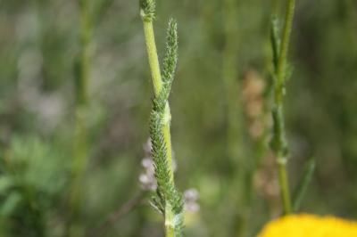 Achillée tomenteuse Achillea tomentosa L., 1753