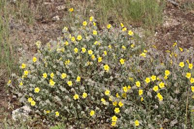 Hélianthème hérissé Helianthemum hirtum (L.) Mill., 1768