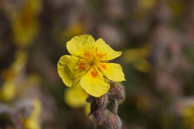 Hélianthème hérissé Helianthemum hirtum (L.) Mill., 1768