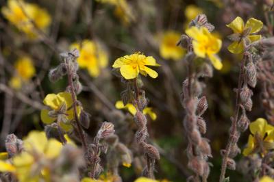 Hélianthème hérissé Helianthemum hirtum (L.) Mill., 1768