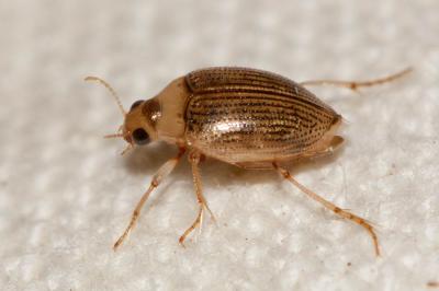  Haliplus Latreille, 1802