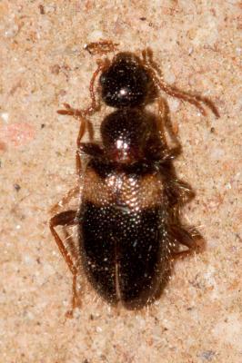  Hirticollis hispidus (Rossi, 1792)