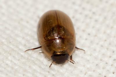  Enochrus melanocephalus (Olivier, 1793)
