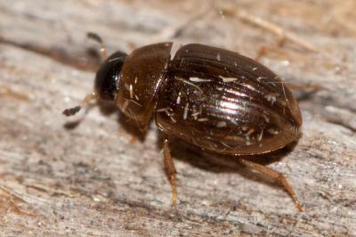  Cercyon laminatus Sharp, 1873
