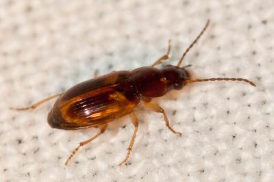  Acupalpus Latreille, 1829