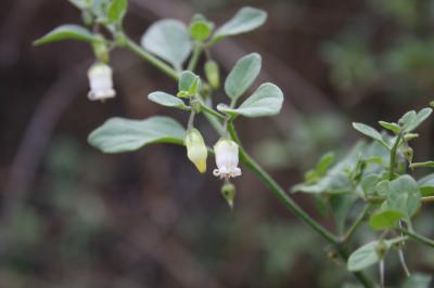 Muguet des pampas Salpichroa origanifolia (Lam.) Baill., 1888