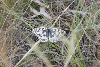 Échiquier de Russie (L'), Echiquier d'Esper (L') Melanargia russiae (Esper, 1783)
