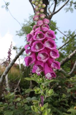 Digitale pourpre, Gantelée Digitalis purpurea L., 1753