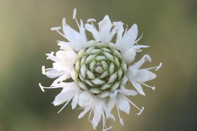 Céphalaire blanche, Céphalaire à fleurs blanches Cephalaria leucantha (L.) Schrad. ex Roem. & Schult., 1818