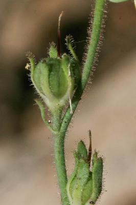 Linaire couchée Linaria supina (L.) Chaz., 1790